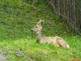 /album/animale/caprioara-jpg/
